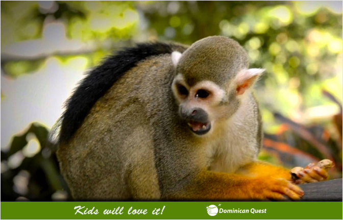 monkey safari dominican republic